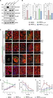 TTL-Expression Modulates Epithelial Morphogenesis